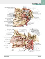 Frank H. Netter, MD - Atlas of Human Anatomy (6th ed ) 2014, page 68